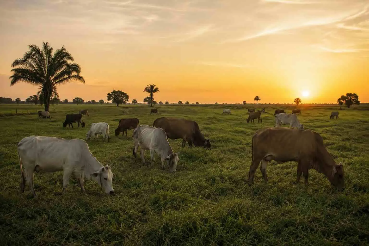 Milk production in Venezuela tops 4.5 million liters a day