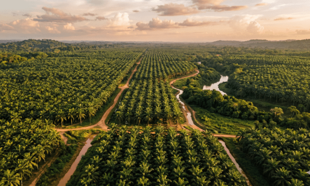 Aceite de Palma en Venezuela: beneficios nutricionales y potencial agroindustrial