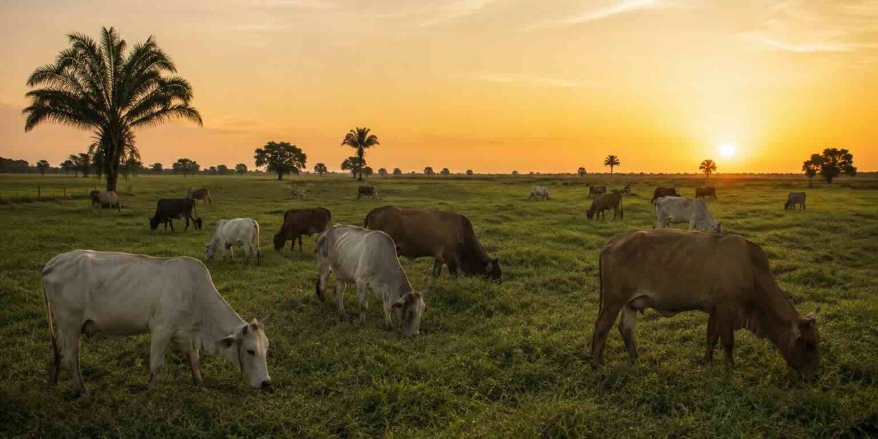 Producción de leche en Venezuela supera los 4,5 millones de litros al día